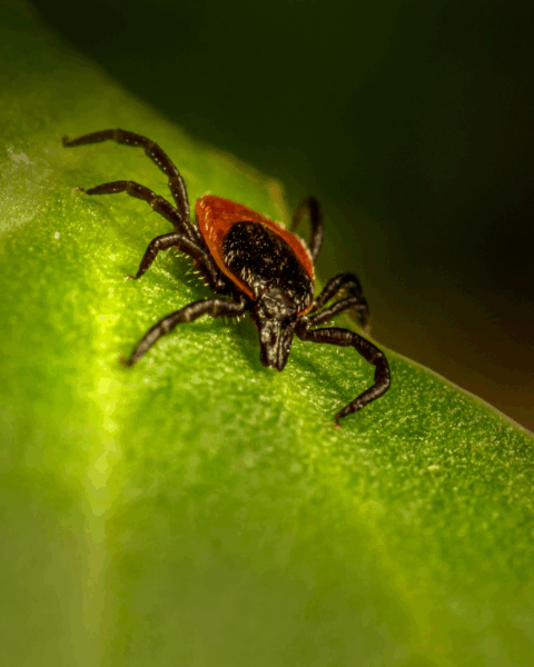 Close-up van een teek op een groen blad, als illustratie van het risico op tekenencefalitis (TBE).
