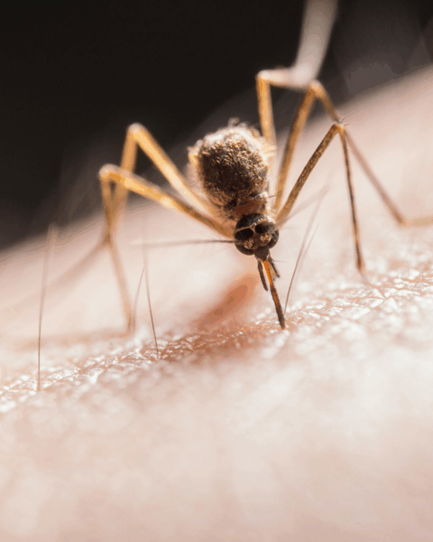 Close-up van een mug die op de huid prikt, als illustratie van malaria en muggenoverdraagbare ziektes.