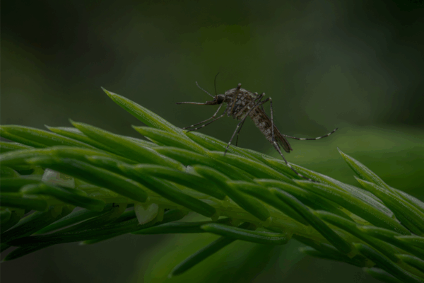Close-up van een mug op een groen blad, als illustratie van het risico op dengue door muggenbeten.